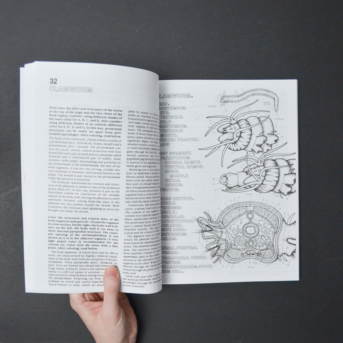 The Zoology Coloring Book Make & Mend