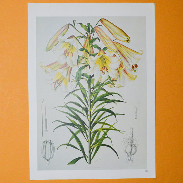 Yellow Floral Botanical Print