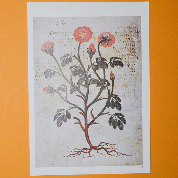 Red Floral Botanical Print