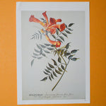 Orange Floral Botanical Print