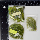 Peridot Bead Bundle