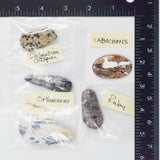 Stone + Fossil Cabochon Bundle - Set of 5