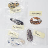 Stone + Fossil Cabochon Bundle - Set of 5
