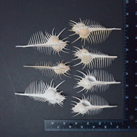 Muricidae Murex Pecter Seashells - Set of 7