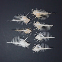 Muricidae Murex Pecter Seashells - Set of 7