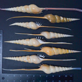 Rostellariidae Seashells - Set of 8