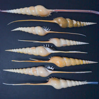 Rostellariidae Seashells - Set of 8