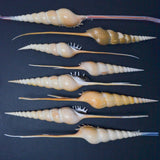 Rostellariidae Seashells - Set of 8