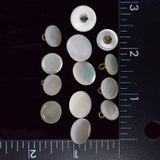 Rounded Shell Buttons - Set of 13