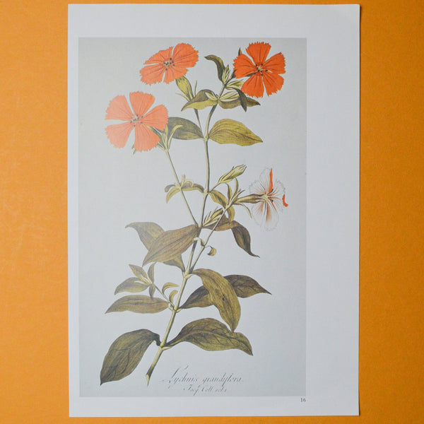 Orange Floral Botanical Print