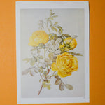 Yellow Rose Botanical Print