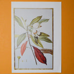 White Floral Botanical Print