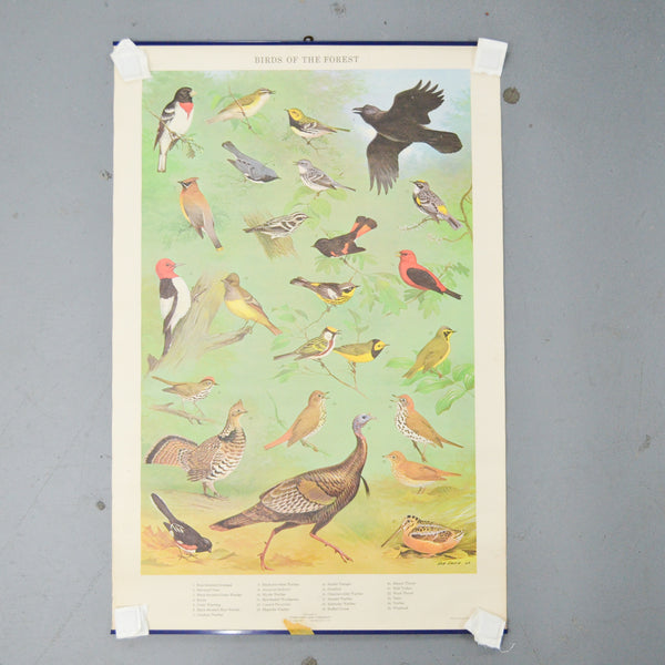 Birds of the Forest Vintage Print Default Title