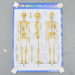 Skeletal System Poster Default Title