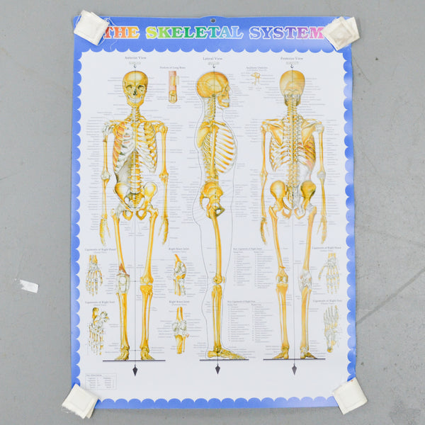 Skeletal System Poster Default Title