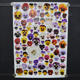Pansies, Coffee Can + Plate Poster or Wrapping Paper Sheet - 19.5" x 27.5"