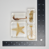 Sealife Specimen Set - 4 Specimens in Acrylic