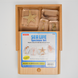 Sealife Specimen Set - 4 Specimens in Acrylic
