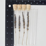 Dried Lavender Sprigs in Glass Tubes - Set of 4 + Extra Tubes