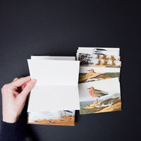 Shorebirds Bird Card Set