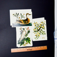 Bird Cards - Set of 3