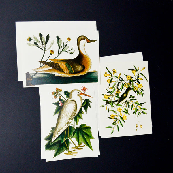 Bird Cards - Set of 3