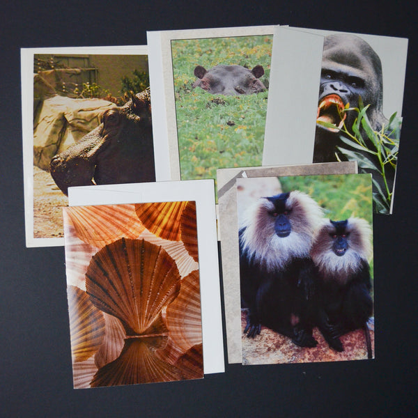 Animal Cards + Envelopes - Set of 6