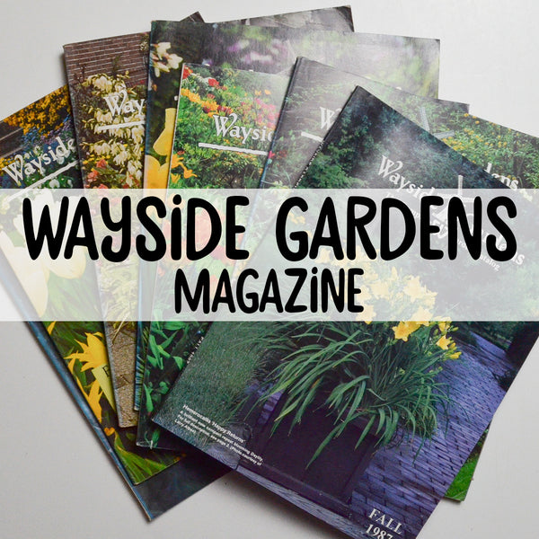 Wayside Garden Vintage Magazine